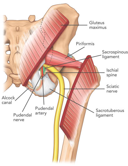 pudendal-nerve-injection-posterior-view-of-the-pelvis