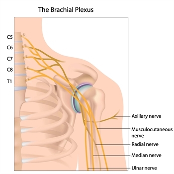 The Brachial Plexus