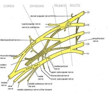 Nerve Anatomy